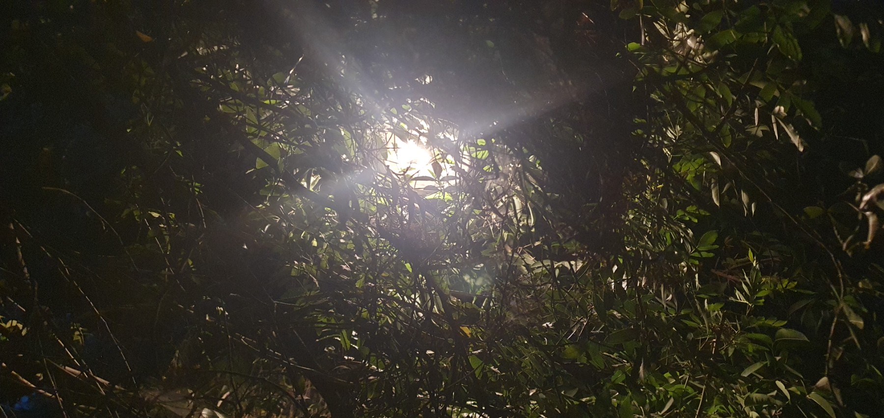 Trees blocking lights -  multiple parts of park. The lights turn on in the day time as well